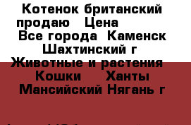 Котенок британский продаю › Цена ­ 3 000 - Все города, Каменск-Шахтинский г. Животные и растения » Кошки   . Ханты-Мансийский,Нягань г.